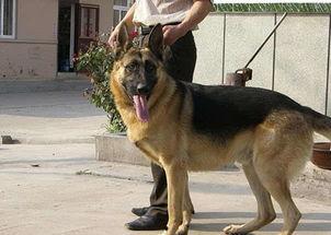 狼狗最新爆料视频播放,独家内幕大公开！  第2张